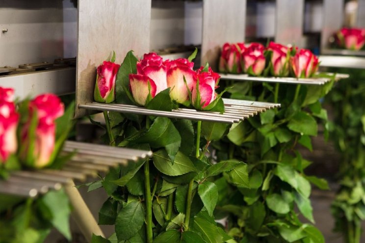 RFH stopt met Flower Handling Services