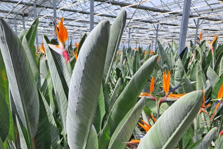 Gespot: Strelitzia