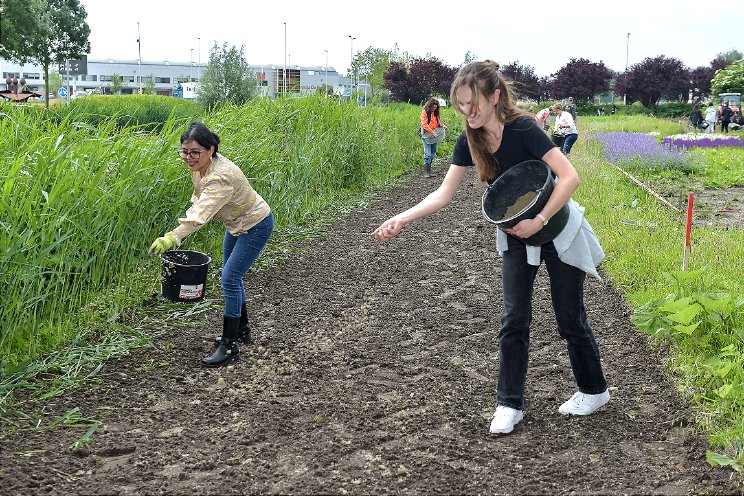 Wilde bloemen gezaaid op bijenpark Aalsmeer