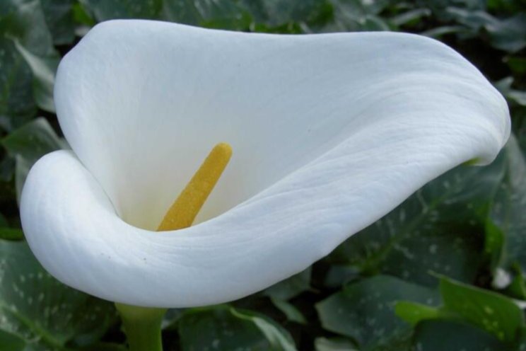 Gespot: Zantedeschia