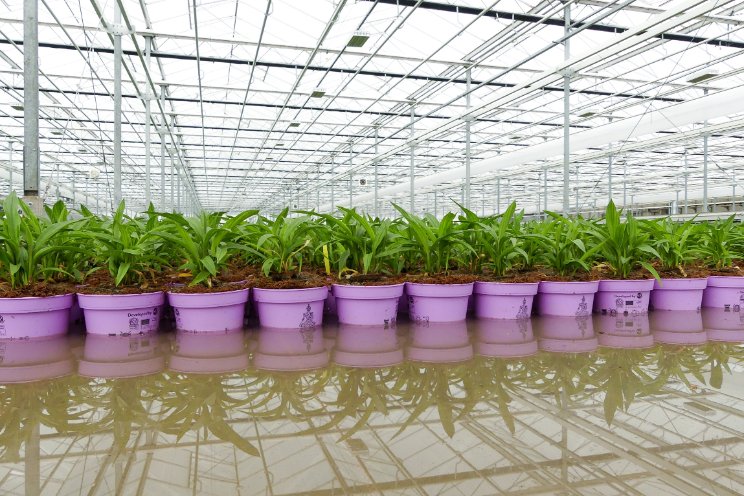 Water secrets for growers: Save more than you think!