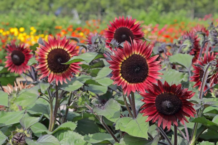 Jaar van Zonnebloem & Sla inspireerde tuiniers