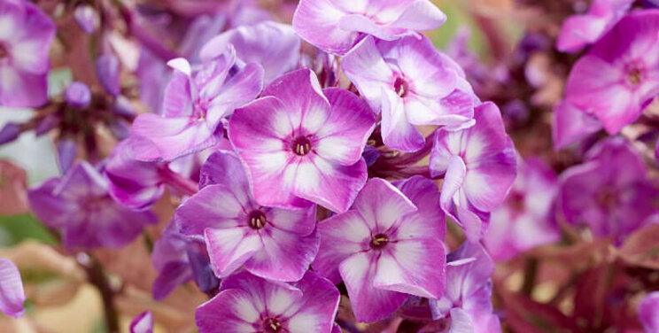 Phlox 'Olympus' is de beste KVBC nieuwkomer