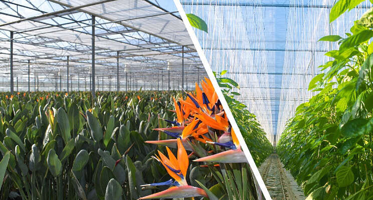 Phormium geeft tot 8 jaar garantie op schermdoeken