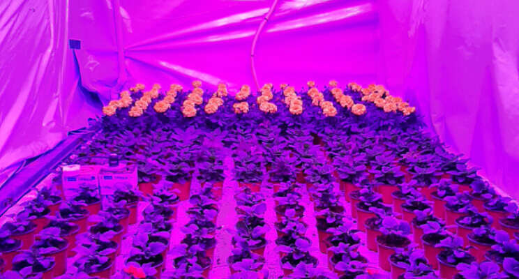 Compact planten telen met dynamisch lichtspectrum