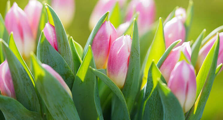 Decorum voor de eerste keer deelnemer Keukenhof