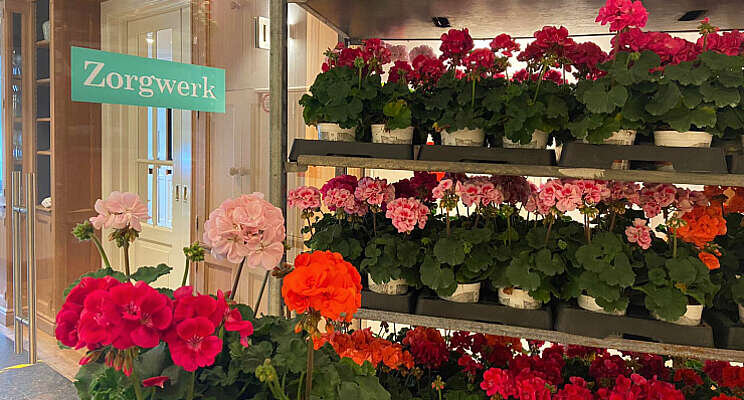 566 geraniums naar Zorgwerk