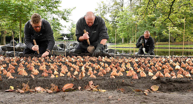 Keukenhof optimistisch over seizoen 2022