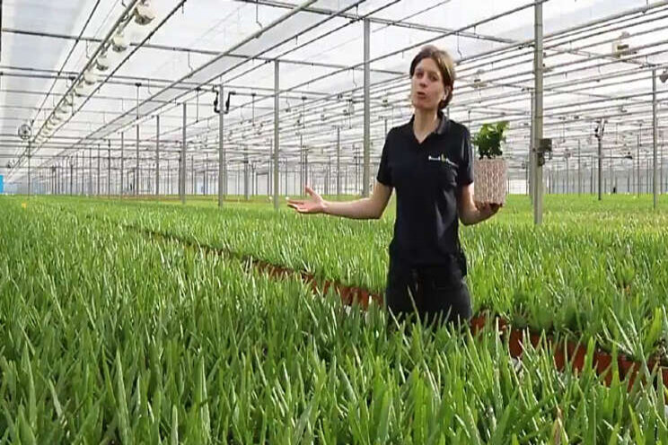 Video: watergift bij Bunnik Plants