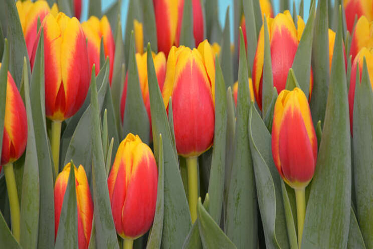 Geel-rode tulp 'Ready' wint Interpolis Tulpenprijs