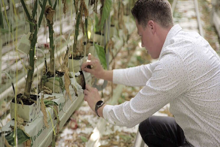 Video: Het belang van fosfaat voor je gewas