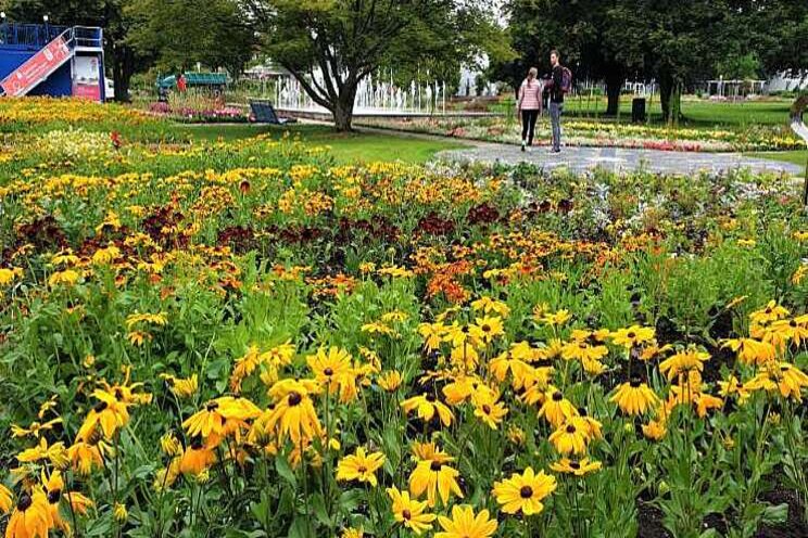 Zonnige Rudbeckia straalt door heel Europa