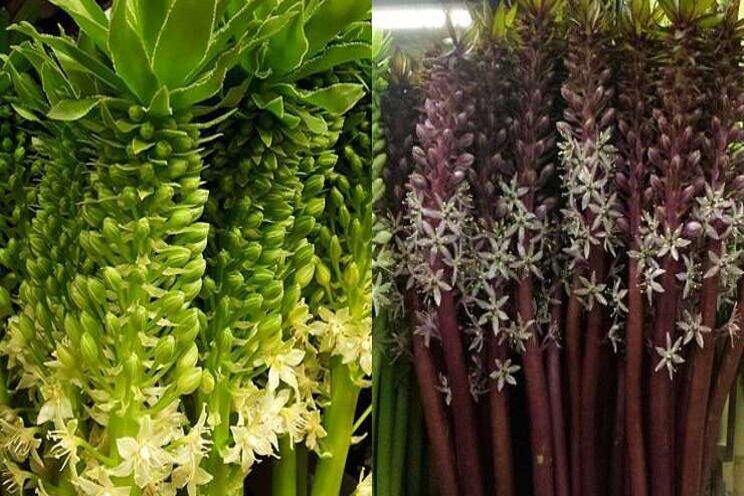 Snij-Eucomis bij Plantion