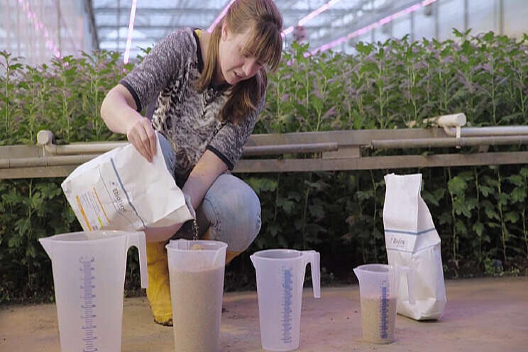 Video: Hoe vergroent... kwekerij Denimfleur?