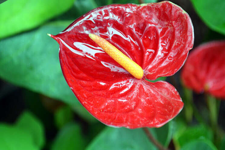 Snij-anthurium bespaart fors in 2SaveEnergyKas